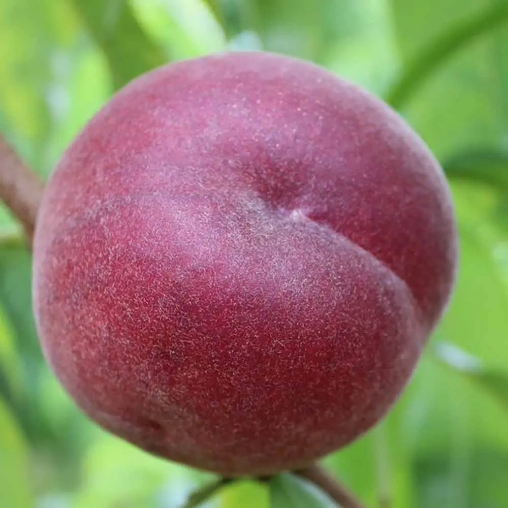 Piersic (Prunus Persica) Rich Lady cu fructe burgundii, 2 pe rod