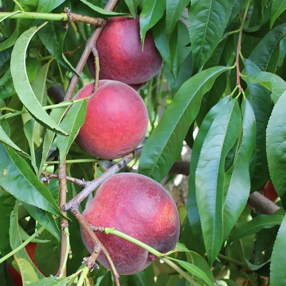 Piersic (Prunus Persica) Rich Lady cu fructe burgundii, 2 pe rod