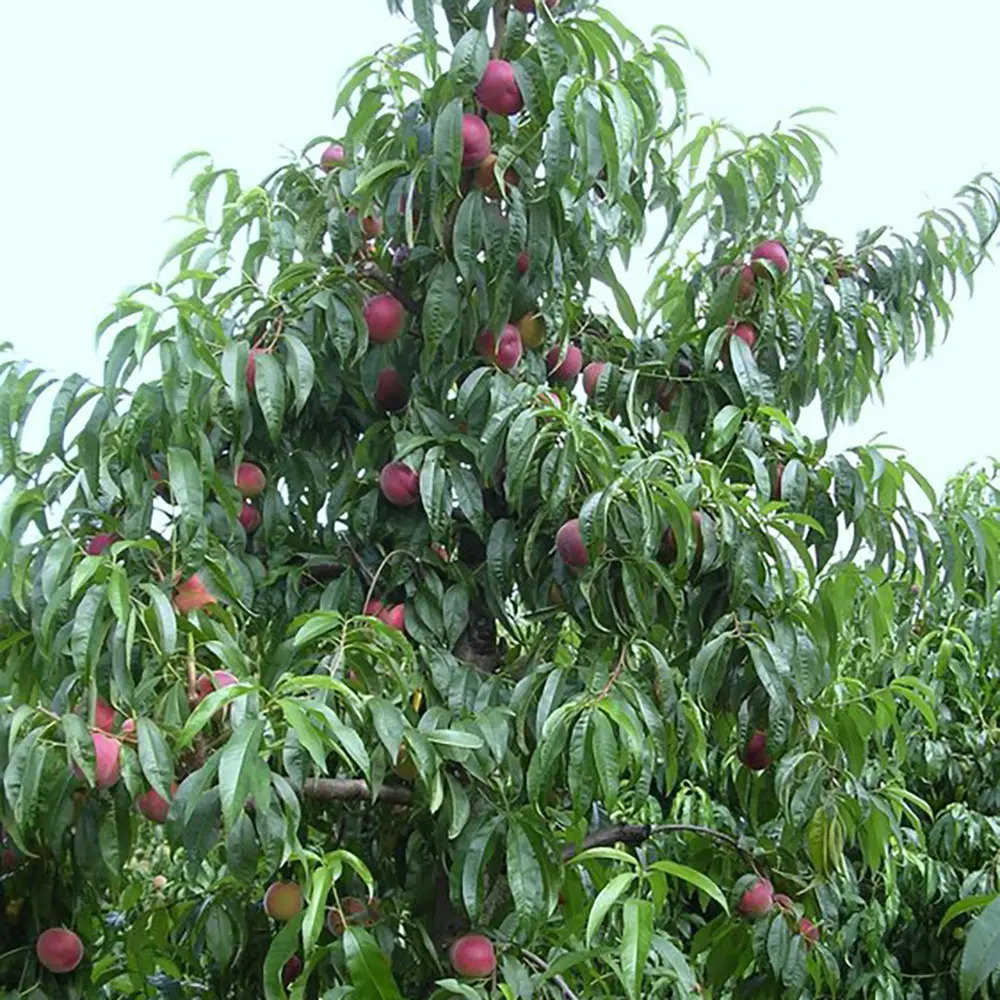Piersic (Prunus Persica) Rich Lady cu fructe burgundii, 2 pe rod