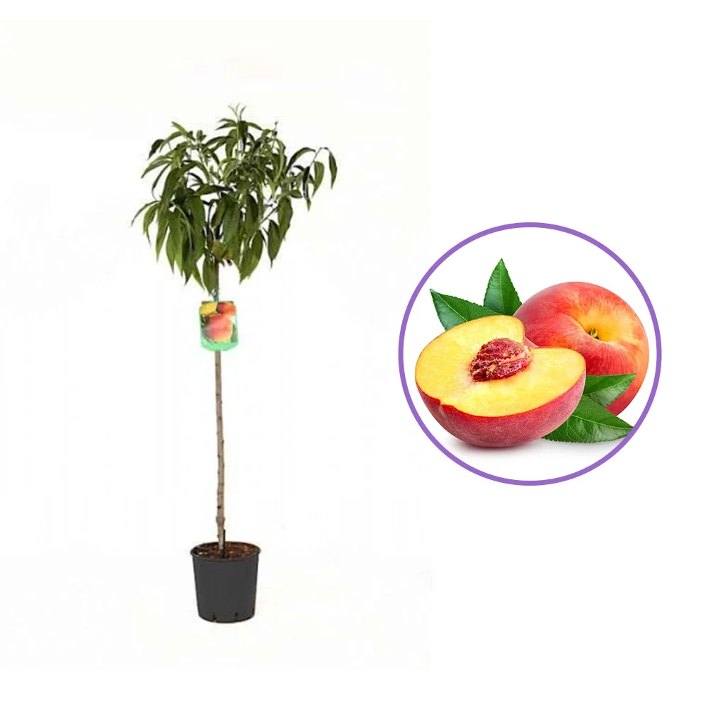 Piersic (Prunus Persica) Summerset cu fructe rosii-portocalii, 2 pe rod
