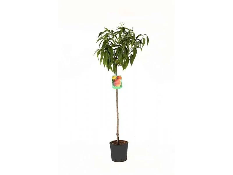 Piersic (Prunus Persica) Summerset cu fructe rosii-portocalii, 2 pe rod