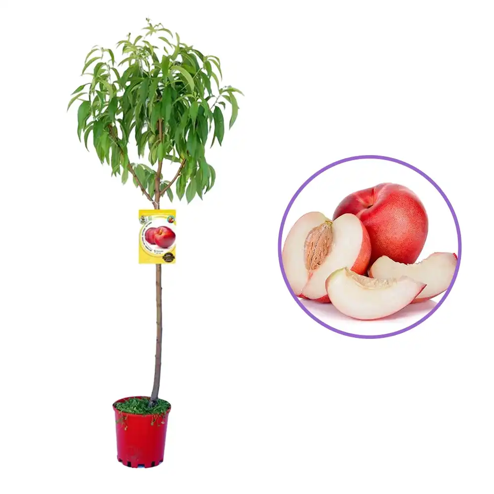 Piersic (Prunus Persica) Venus cu fructe rosii, 3 pe rod