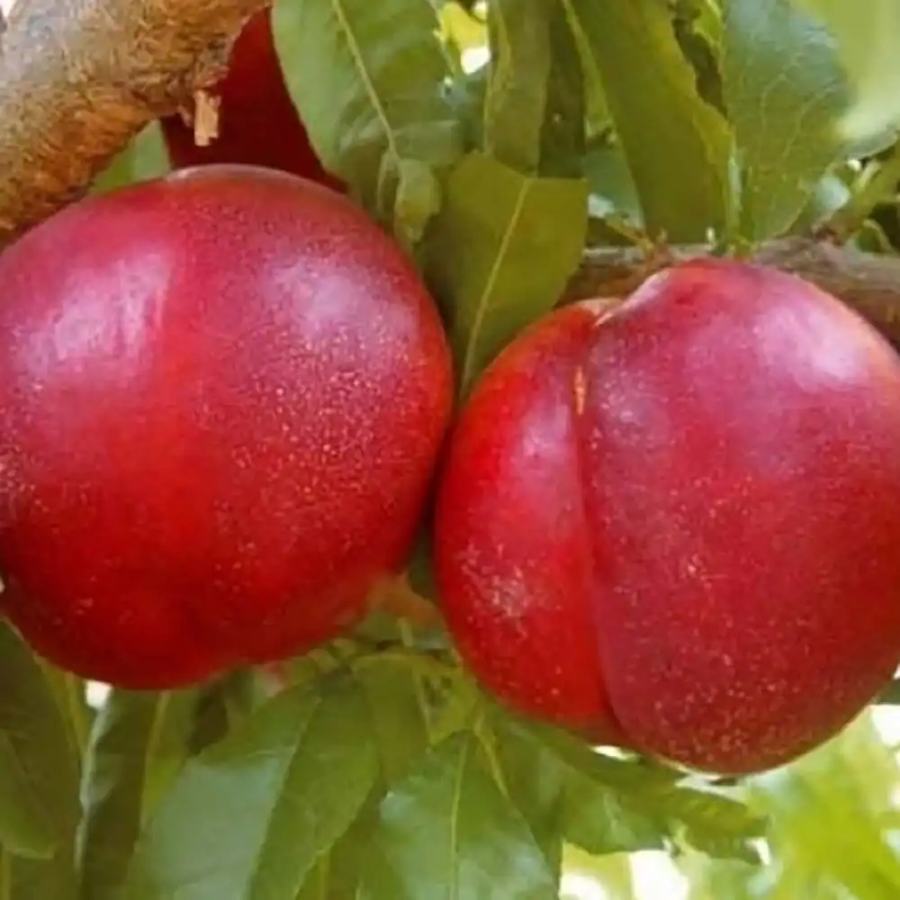 Piersic (Prunus Persica) Venus cu fructe rosii, 3 pe rod