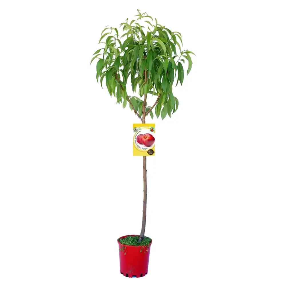 Piersic (Prunus Persica) Venus cu fructe rosii, 3 pe rod