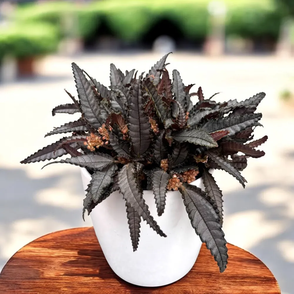 Pilea hitchcockii 'Dark Mystery' – frunzis miniatural cu reflexe metalice