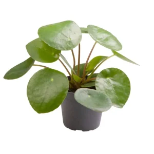 Pilea Peperomioides - planta banilor (Chinese Money Plant) *babyplant
