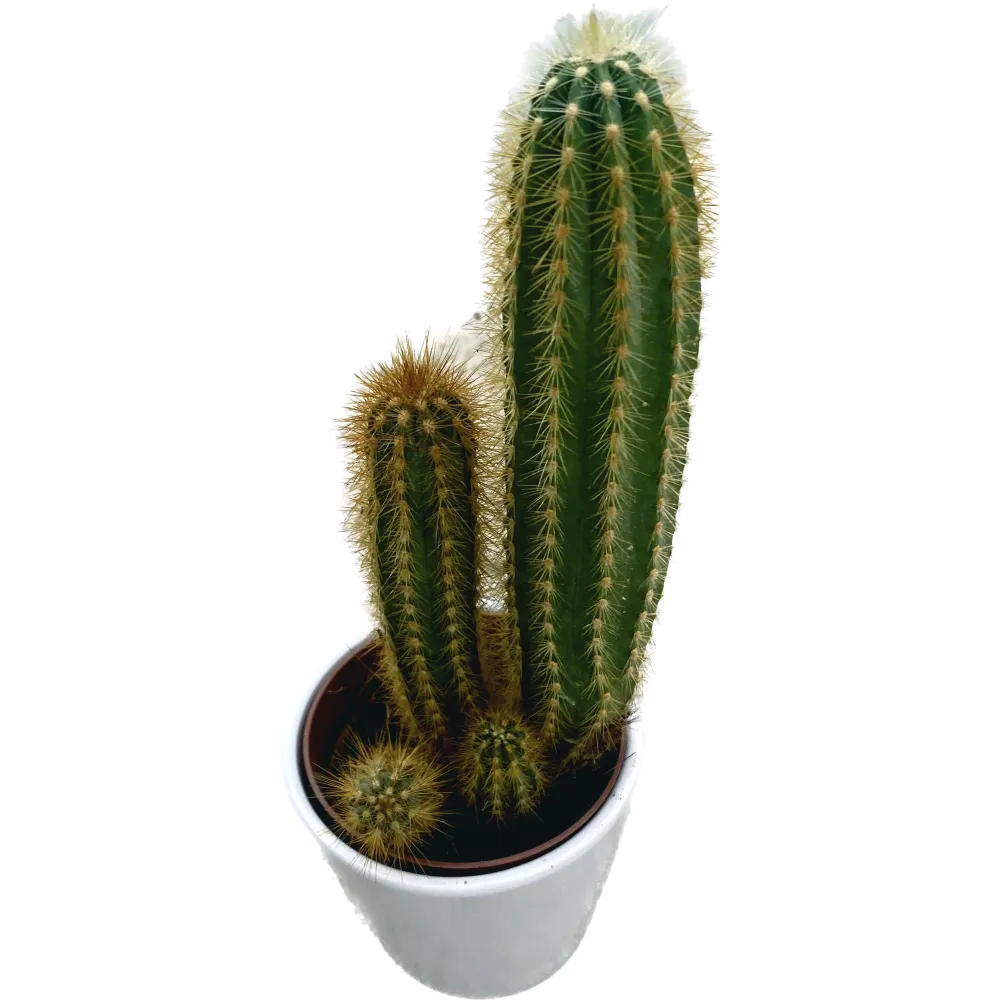 Pilosocereus