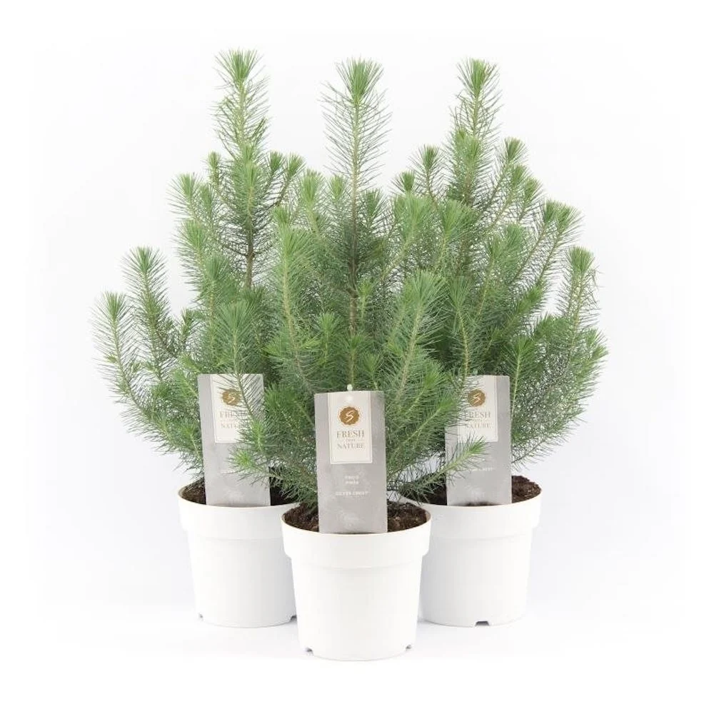 Pinus ‘Silver Crest’ – conifer decorativ cu nuante argintii elegante