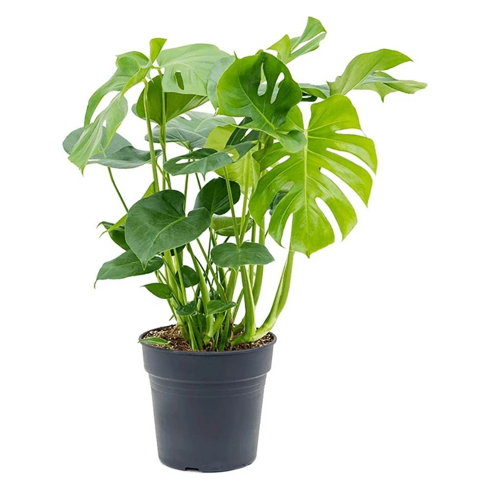 Planta de apartament Monstera Deliciosa, 100 cm, frunze mari tropicale perforate natural, usor de ingrijit, purificatoare...