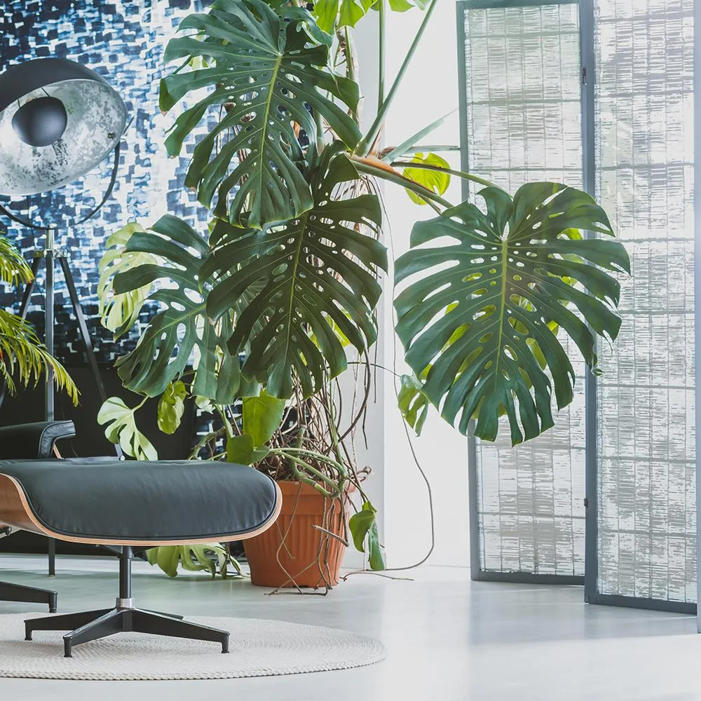 Planta de apartament Monstera Deliciosa, 100 cm, frunze mari tropicale perforate natural, usor de ingrijit, purificatoare...