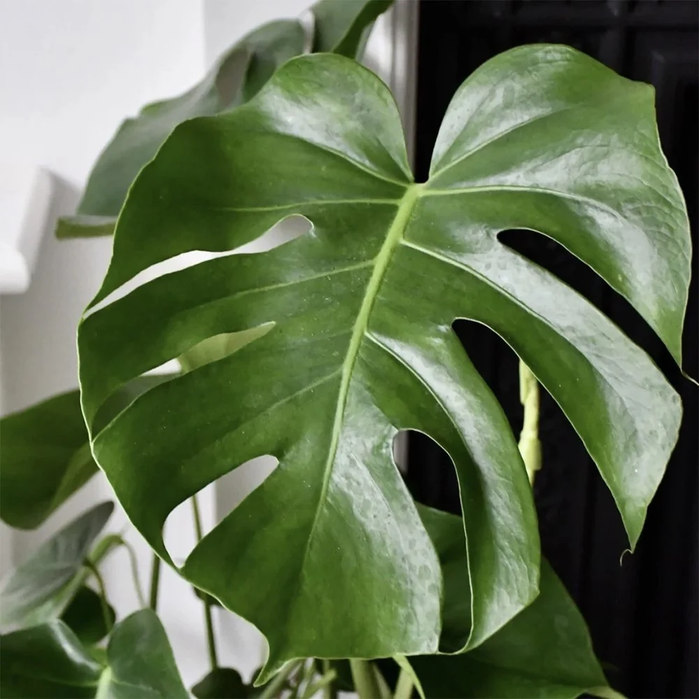 Planta de apartament Monstera Deliciosa, 100 cm, frunze mari tropicale perforate natural, usor de ingrijit, purificatoare...