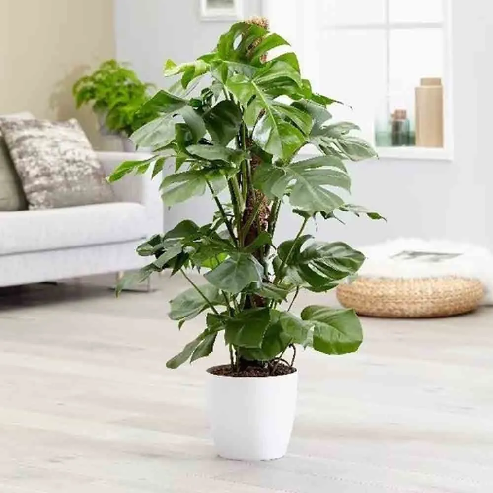 Planta de apartament Monstera Deliciosa, 100 cm, frunze mari tropicale perforate natural, usor de ingrijit, purificatoare...