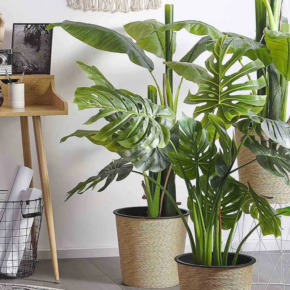 Planta de apartament Monstera Deliciosa, 100 cm, frunze mari tropicale perforate natural, usor de ingrijit, purificatoare...