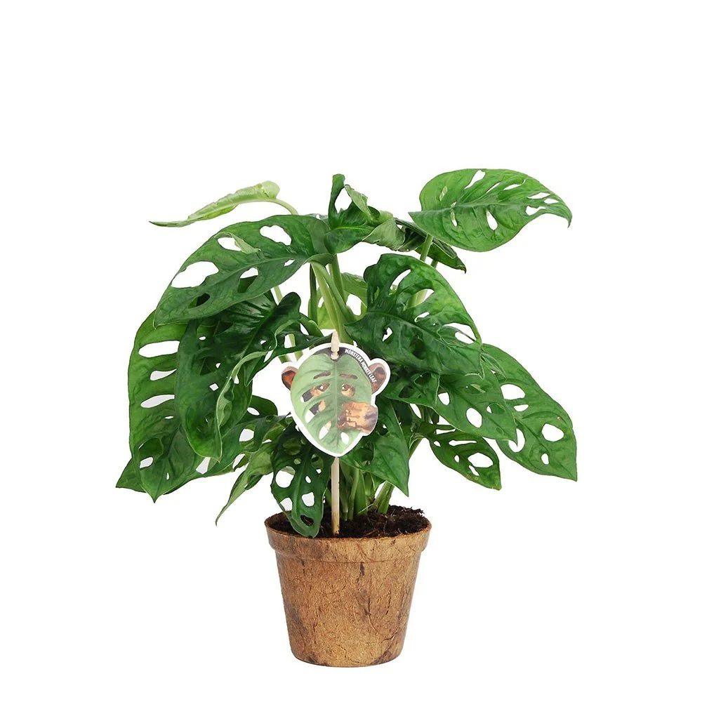 Planta de interior Monstera Obliqua, specie rara cu frunze perforate, aspect exotic si elegant - 25 cm