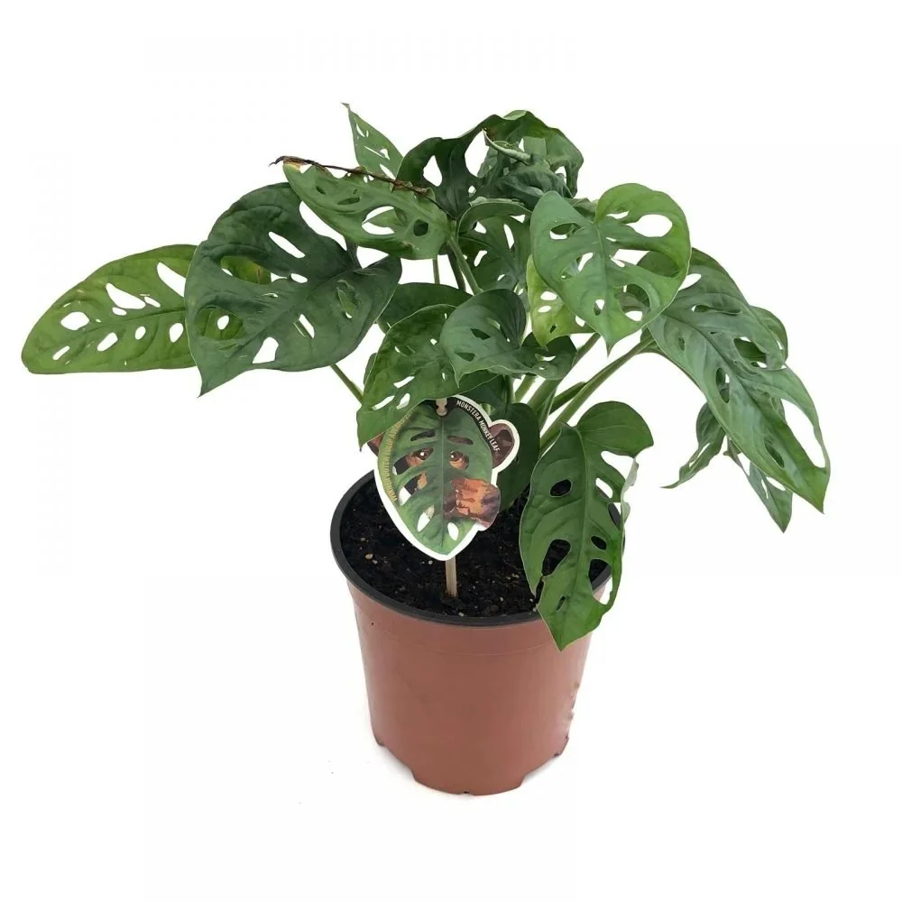 Planta de interior Monstera Obliqua, specie rara cu frunze perforate, aspect exotic si elegant - 25 cm