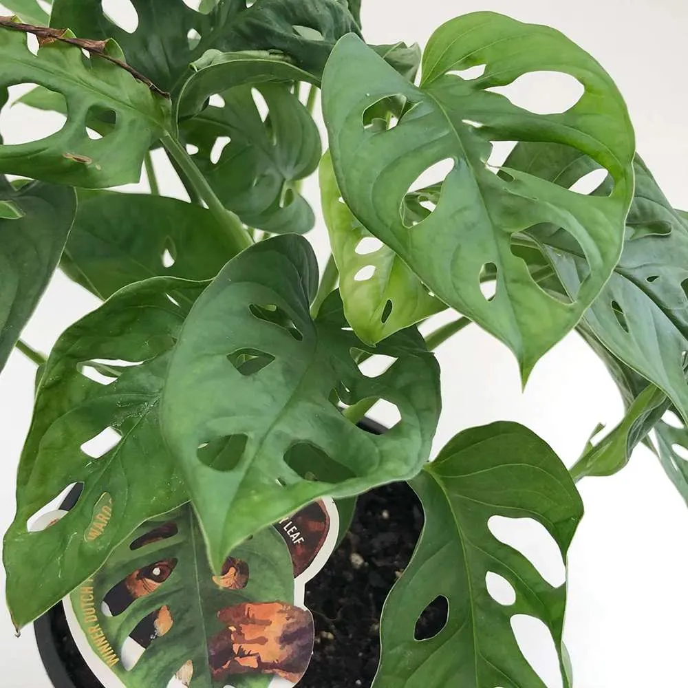 Planta de interior Monstera Obliqua, specie rara cu frunze perforate, aspect exotic si elegant - 25 cm