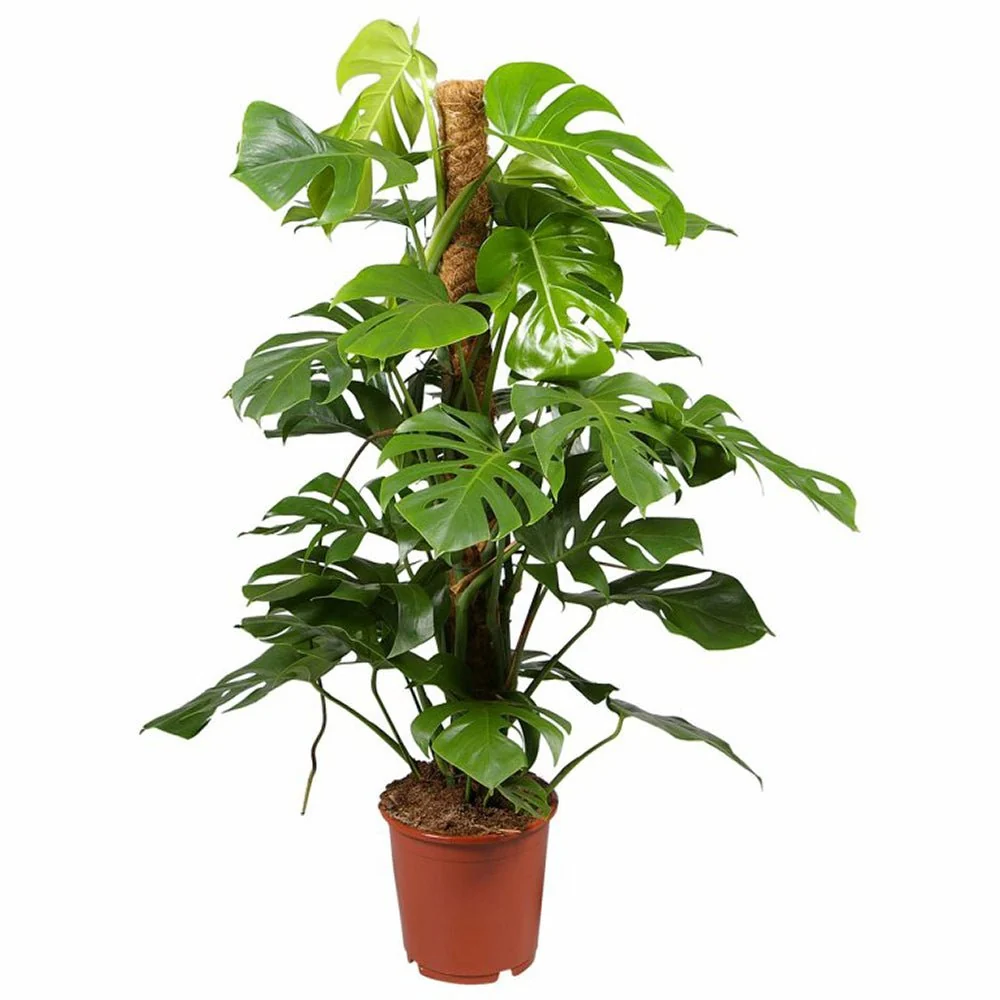 Planta de interior Monstera Pertusum, 130 cm, cu bat de cocos, frunze mari tropicale, usor de ingrijit, purificatoare de aer