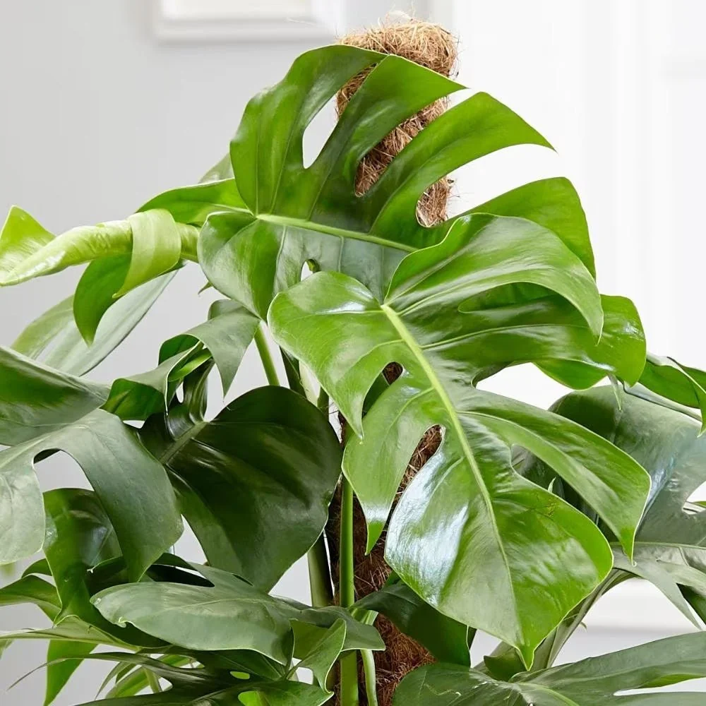Planta de interior Monstera Pertusum, 130 cm, cu bat de cocos, frunze mari tropicale, usor de ingrijit, purificatoare de aer