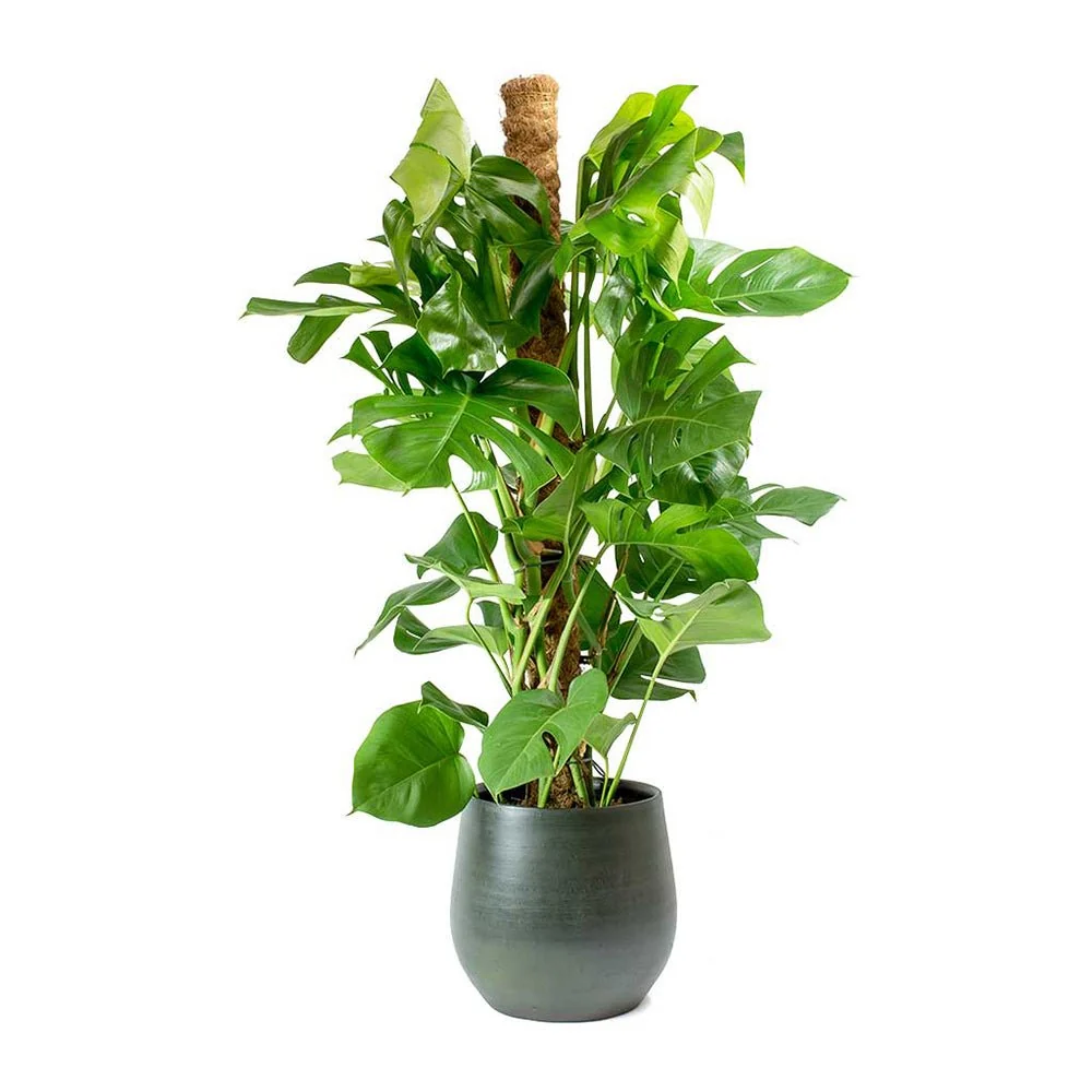 Planta de interior Monstera Pertusum, 130 cm, cu bat de cocos, frunze mari tropicale, usor de ingrijit, purificatoare de aer
