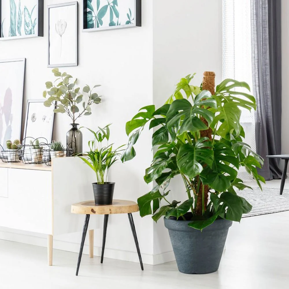 Planta de interior Monstera Pertusum, 130 cm, cu bat de cocos, frunze mari tropicale, usor de ingrijit, purificatoare de aer