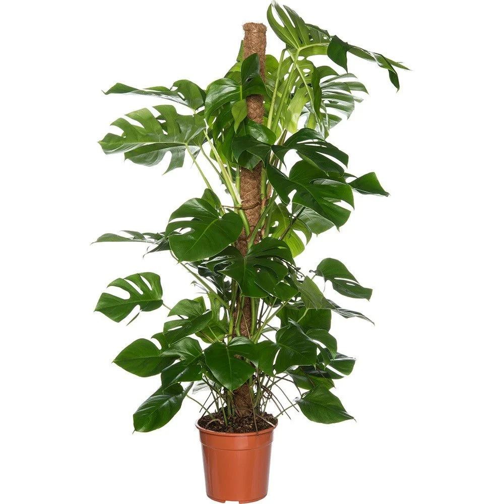 Planta de interior Monstera Pertusum cu bat de cocos, 150 cm, frunze mari tropicale, usor de ingrijit, purificatoare de aer