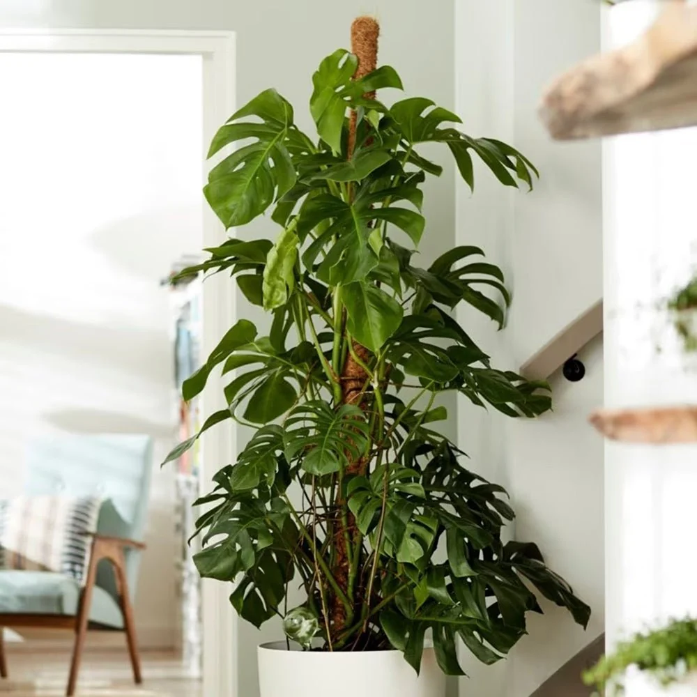 Planta de interior Monstera Pertusum cu bat de cocos, 150 cm, frunze mari tropicale, usor de ingrijit, purificatoare de aer