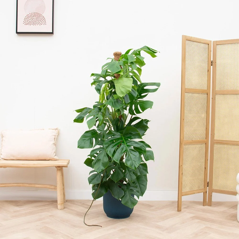 Planta de interior Monstera Pertusum cu bat de cocos, 150 cm, frunze mari tropicale, usor de ingrijit, purificatoare de aer