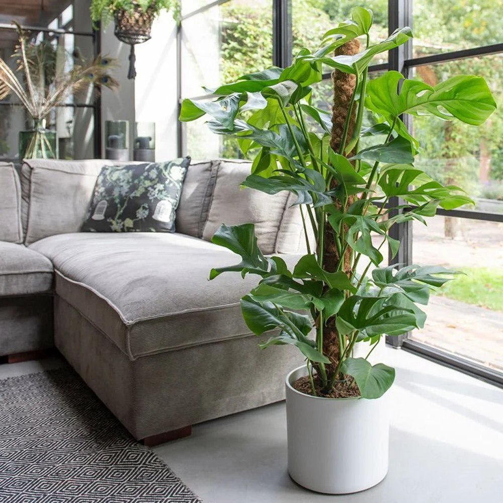 Planta de interior Monstera Pertusum cu bat de cocos, 150 cm, frunze mari tropicale, usor de ingrijit, purificatoare de aer