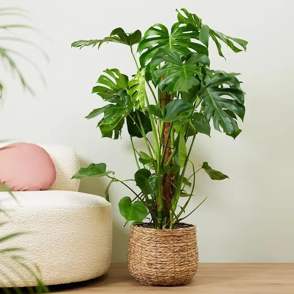 Planta de interior Monstera Pertusum cu bat de cocos, 150 cm, frunze mari tropicale, usor de ingrijit, purificatoare de aer