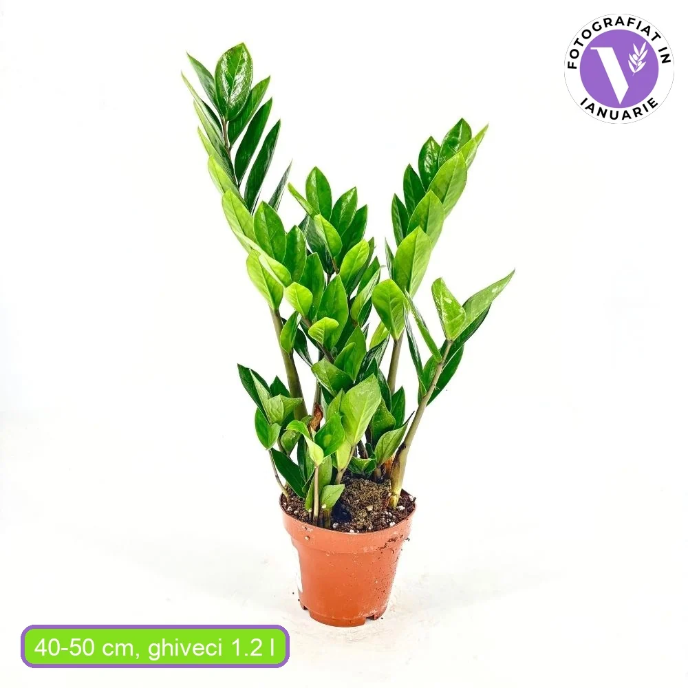 Planta Norocului (Zamioculcas Zamiifolia), 40-50 cm, 3 plante/ghiveci planta de apartament cu frunze suculente, rezistent...