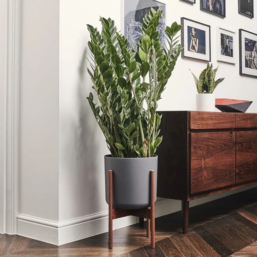 Planta Norocului (Zamioculcas Zamiifolia), 40-50 cm, 3 plante/ghiveci planta de apartament cu frunze suculente, rezistent...
