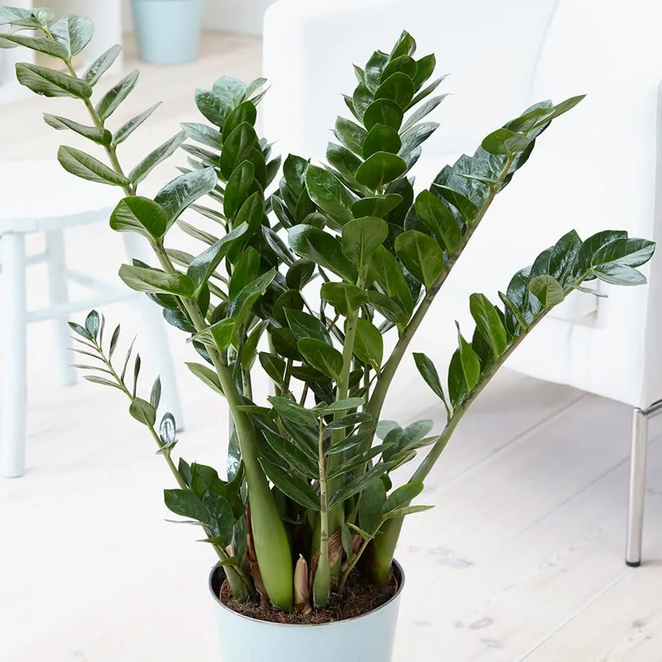Planta Norocului (Zamioculcas Zamiifolia), 40-50 cm, 3 plante/ghiveci planta de apartament cu frunze suculente, rezistent...
