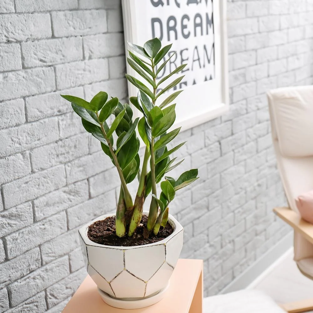 Planta Norocului (Zamioculcas Zamiifolia), 40-50 cm, 3 plante/ghiveci planta de apartament cu frunze suculente, rezistent...