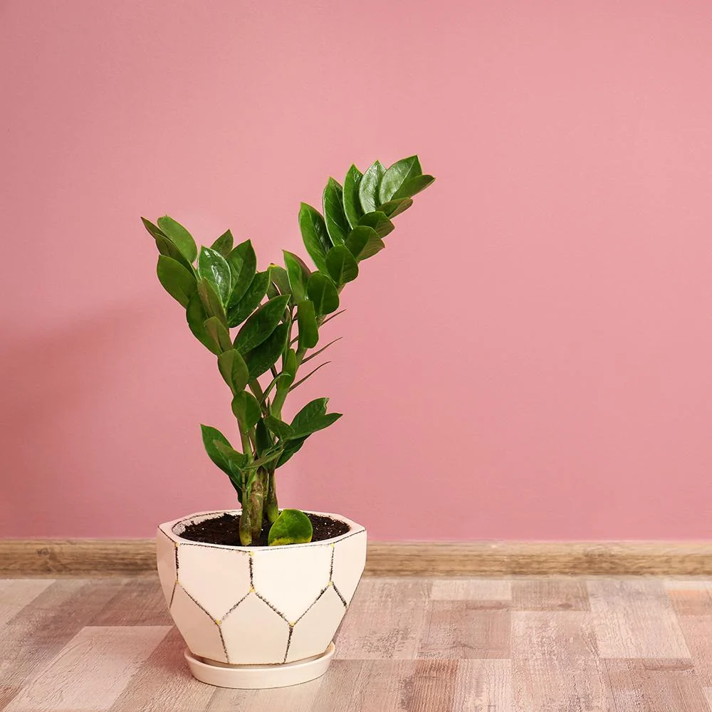 Planta Norocului (Zamioculcas Zamiifolia), 40-50 cm, 3 plante/ghiveci planta de apartament cu frunze suculente, rezistent...