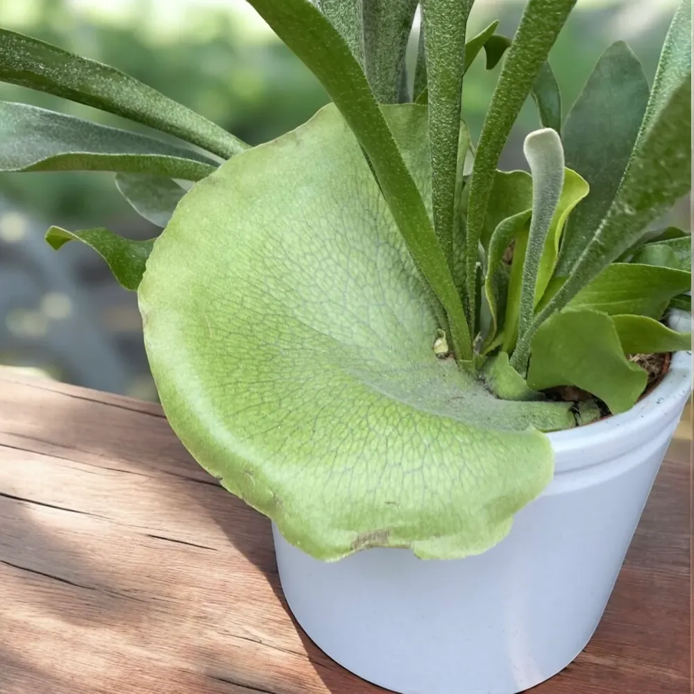 Platycerium bifurcatum - feriga „coarne de cerb”, exotica si spectaculoasa