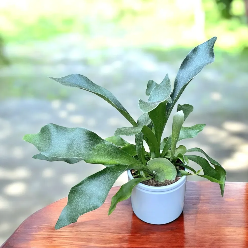 Platycerium bifurcatum - feriga „coarne de cerb”, exotica si spectaculoasa