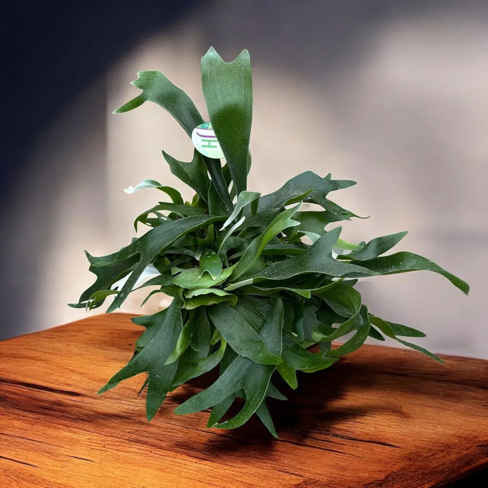Platycerium bifurcatum (Feriga 'Corn de Cerb')