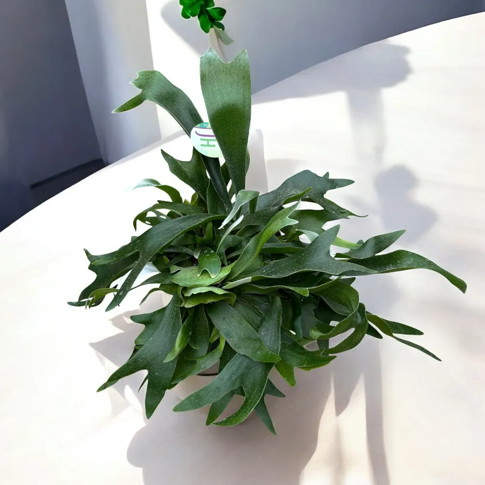 Platycerium bifurcatum (Feriga 'Corn de Cerb')