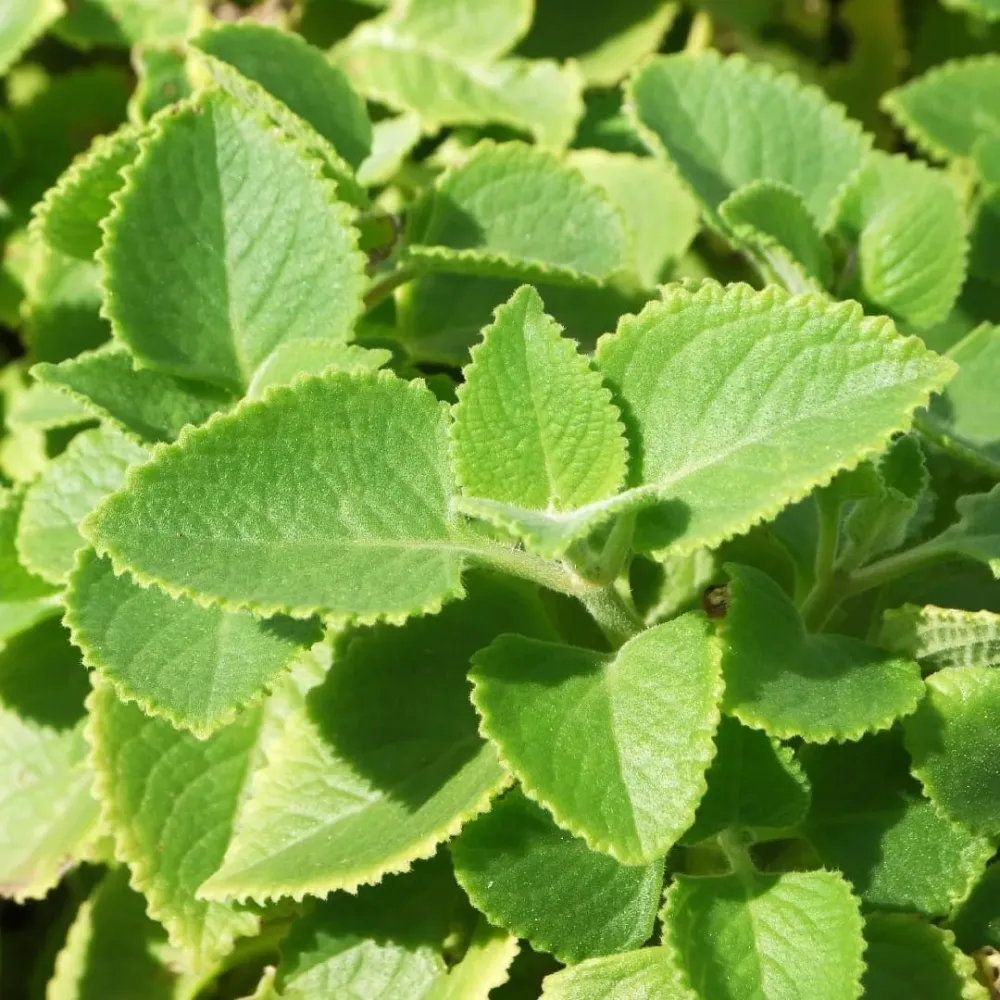 Plectranthus amboinicus (Cuban Oregano) - frunze parfumate