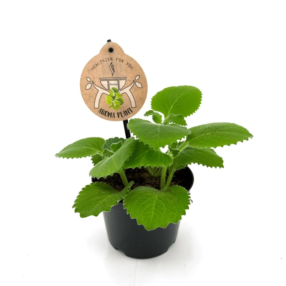 Plectranthus amboinicus (Cuban Oregano) - frunze parfumate