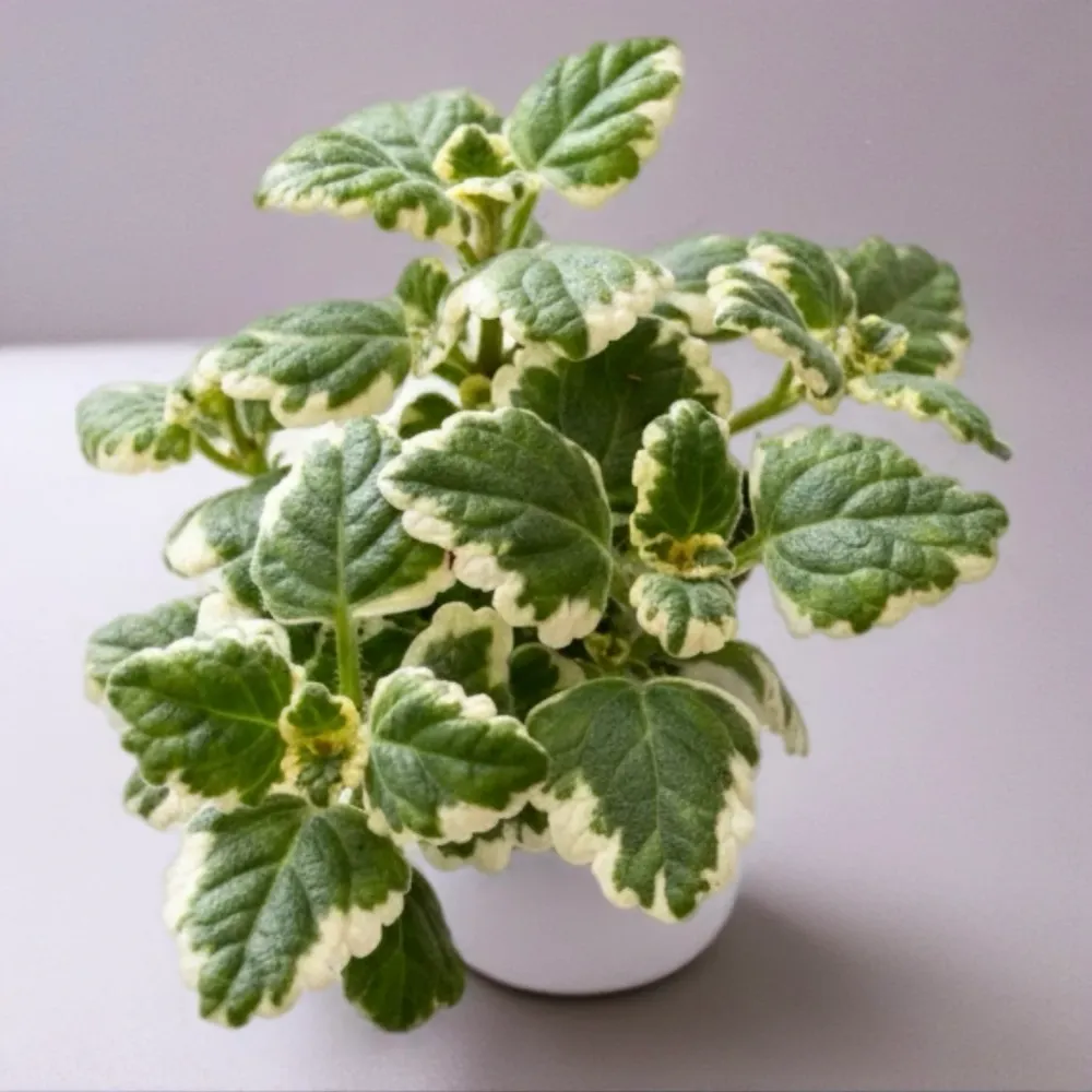 Plectranthus coleoides (Variegated Swedish Ivy) - frunze parfumate si variegate