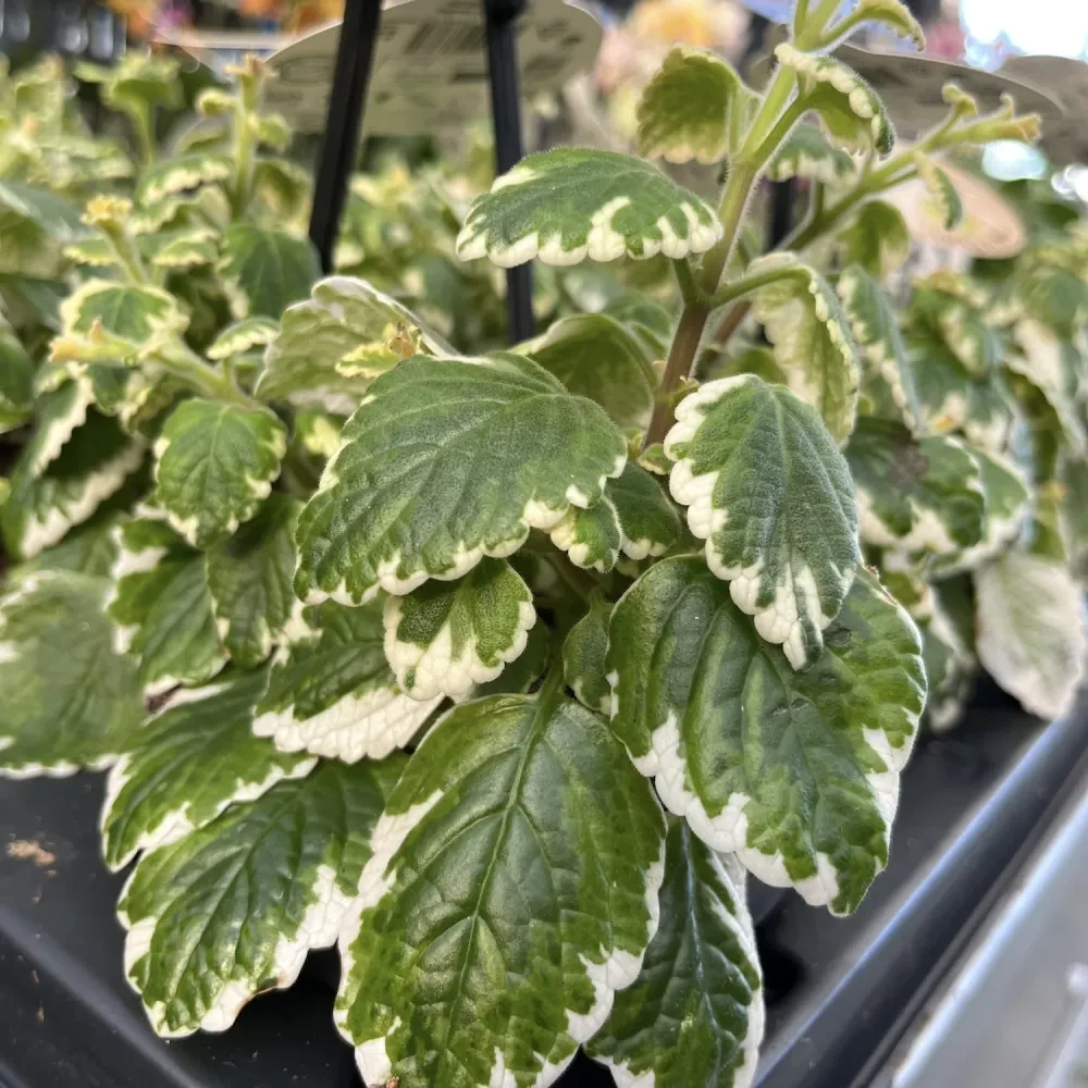 Plectranthus coleoides (Variegated Swedish Ivy) - frunze parfumate si variegate