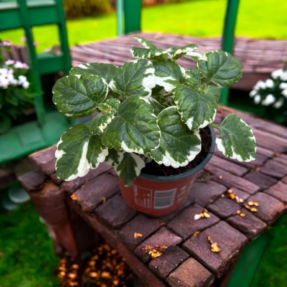 Plectranthus coleoides (Variegated Swedish Ivy) - frunze parfumate si variegate