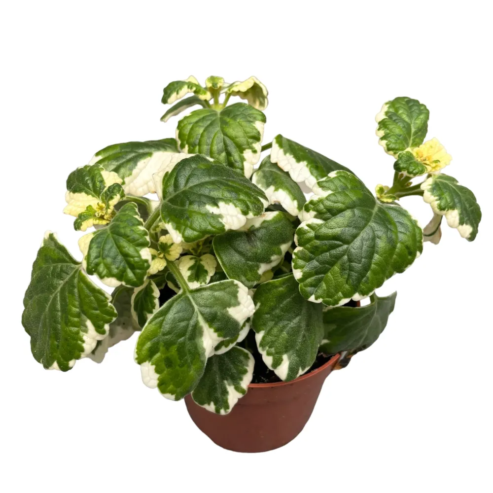 Plectranthus coleoides (Variegated Swedish Ivy) - frunze parfumate si variegate