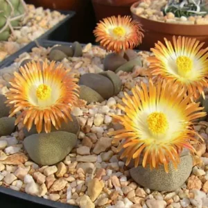 Pleiospilos nelii