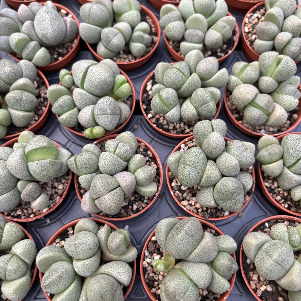 Pleiospilos nelii