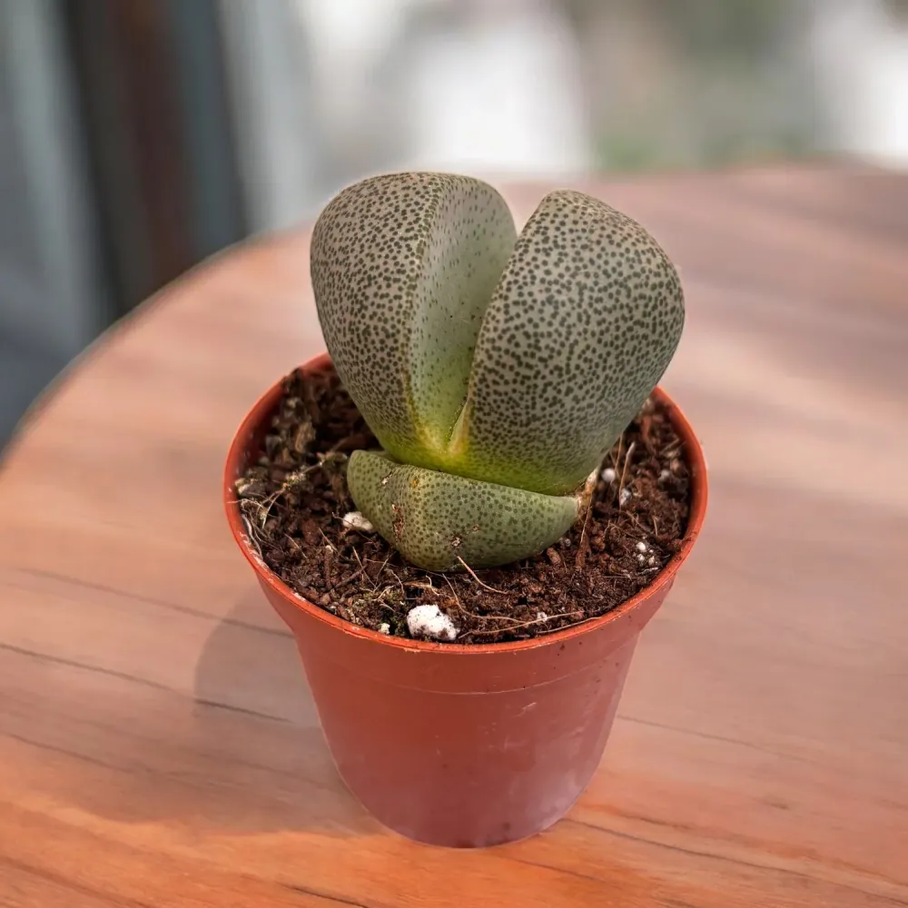 Pleiospilos nelii D5
