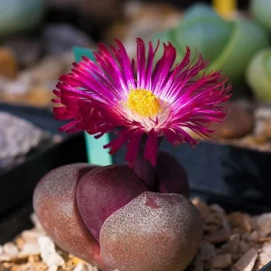 Pleiospilos nelii Rubra