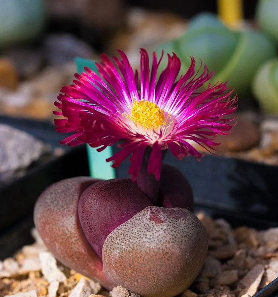 Pleiospilos nelii Rubra