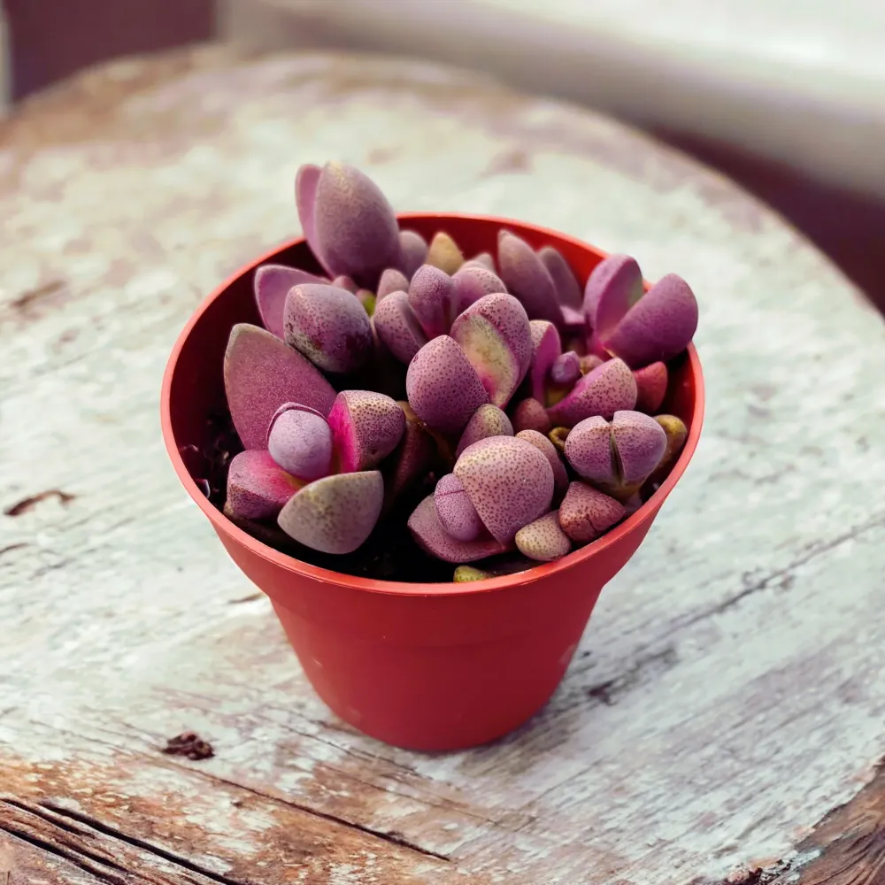 Pleiospilos nelii Rubra